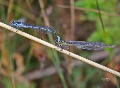 Common Blue pair, yellow female, Enallagma cyathigerum, Alan Prowse